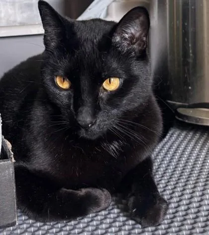 An adult medium-sized male Domestic Short Hair cat named Brownie for adoption in Fairfax, VA