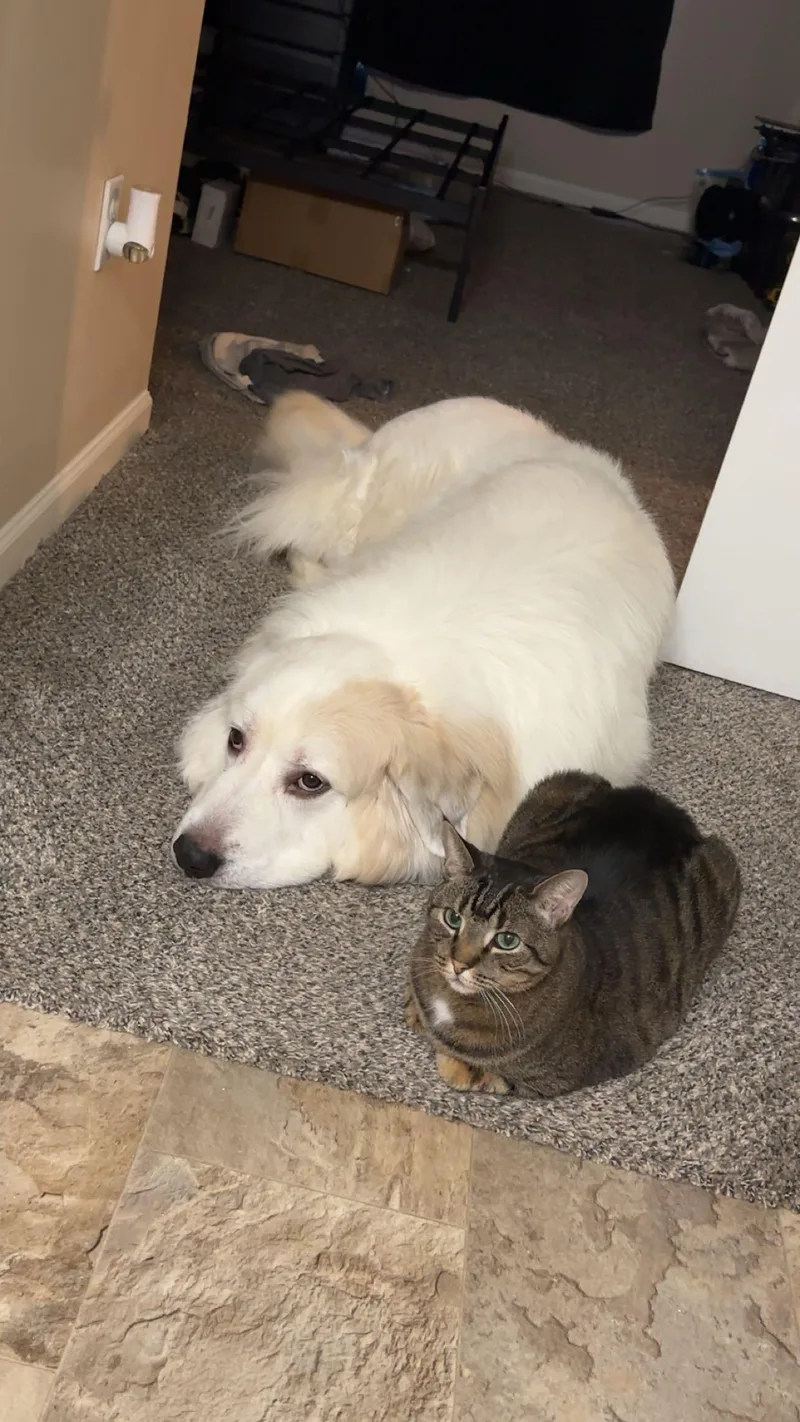 An adult large-sized male White / Cream Great Pyrenees dog named Zeus for adoption in Stockbridge, MI