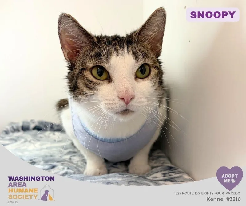 An adult medium-sized female Tabby (Brown / Chocolate) Domestic Short Hair cat named Snoopy for adoption in Eighty Four, PA