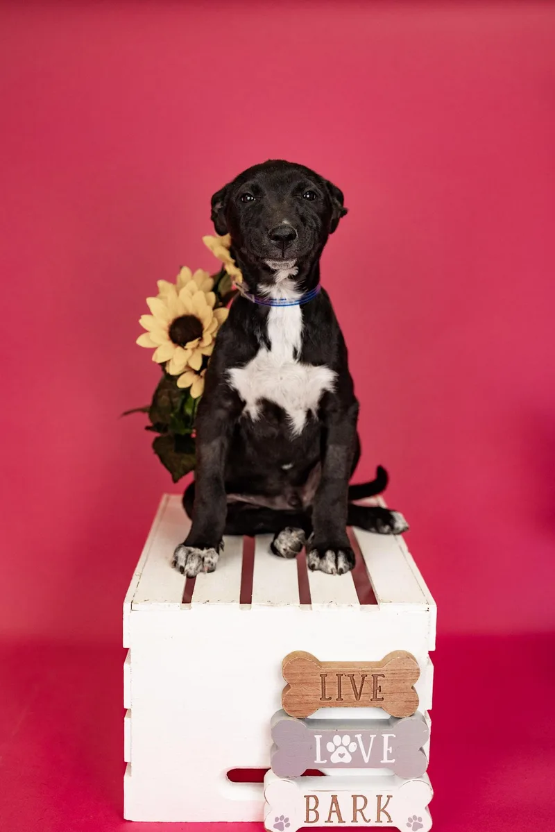 A baby medium-sized male Shepherd dog named 267-26 for adoption in Brighton, CO