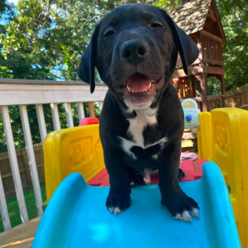 A baby medium-sized male Black Labrador Retriever dog named Holy Ground for adoption in Olathe, KS