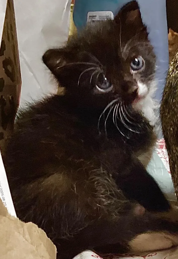A baby medium-sized male Domestic Short Hair cat named Oreo for adoption in Spring, TX