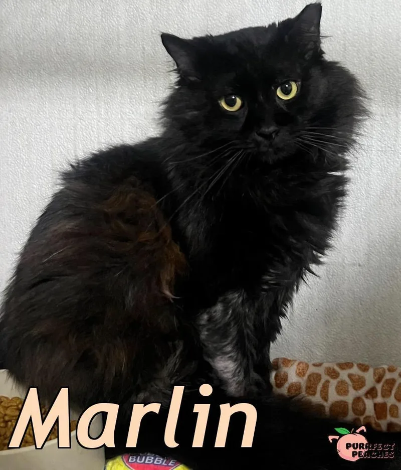 Marlin