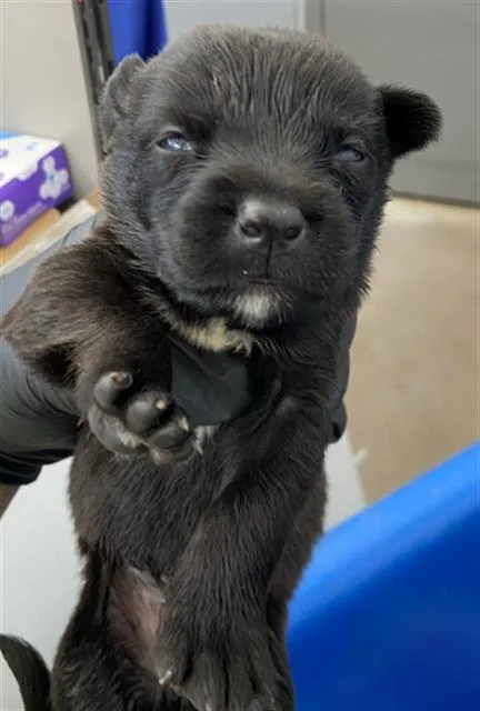 A baby large-sized male Mixed Breed dog named Zeus for adoption in Dallas, TX
