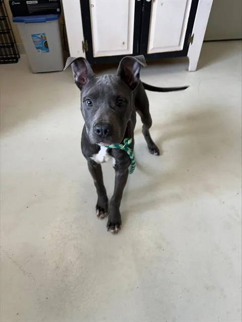 A young small-sized male Pit Bull Terrier dog named Ruben for adoption in Santa Cruz, CA