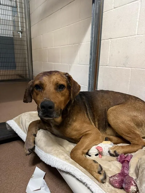 An adult medium-sized male Shepherd dog named Benjamin George Biscuit Iii for adoption in Escondido, CA