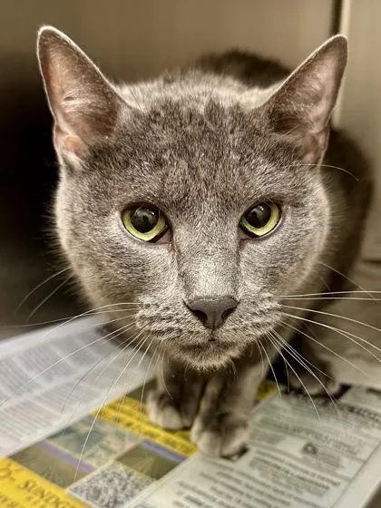 An adult large-sized male Gray / Blue / Silver Domestic Short Hair cat named Storm for adoption in Wichita, KS