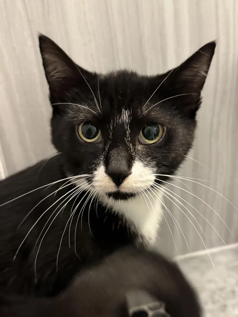 An adult medium-sized male Black & White / Tuxedo Domestic Short Hair cat named Harry for adoption in Rockaway, NJ