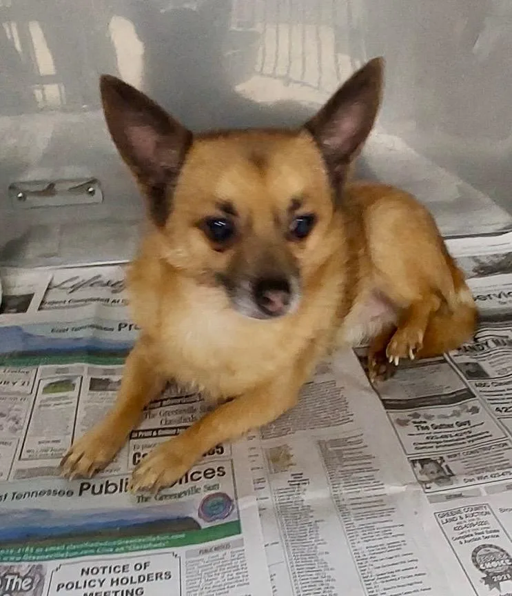 A senior small-sized male Pomeranian dog named Buddy  AC for adoption in Greeneville, TN