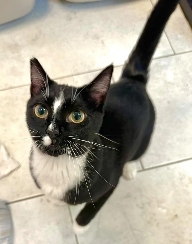 Lana Kane thumbnail 2