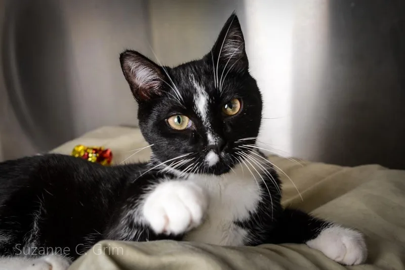 Lana Kane thumbnail 3