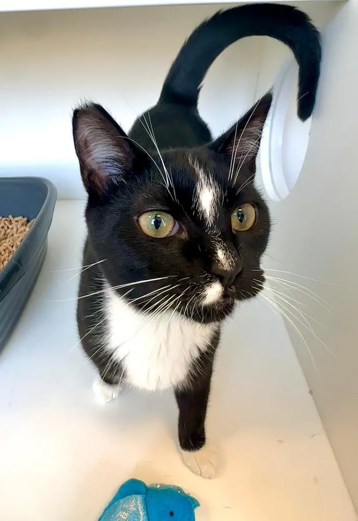 Lana Kane thumbnail 4