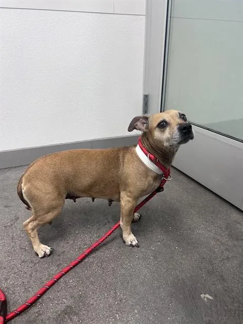 An adult small-sized female Dachshund dog named Shumai for adoption in Mesa, AZ