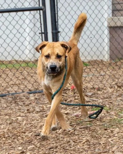 An adult extra large-sized male Mixed Breed dog named Tweedo for adoption in Chamblee, GA