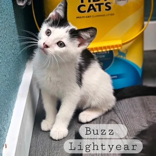 A young medium-sized male Black & White / Tuxedo Domestic Short Hair cat named Buzz for adoption in Ferndale, WA