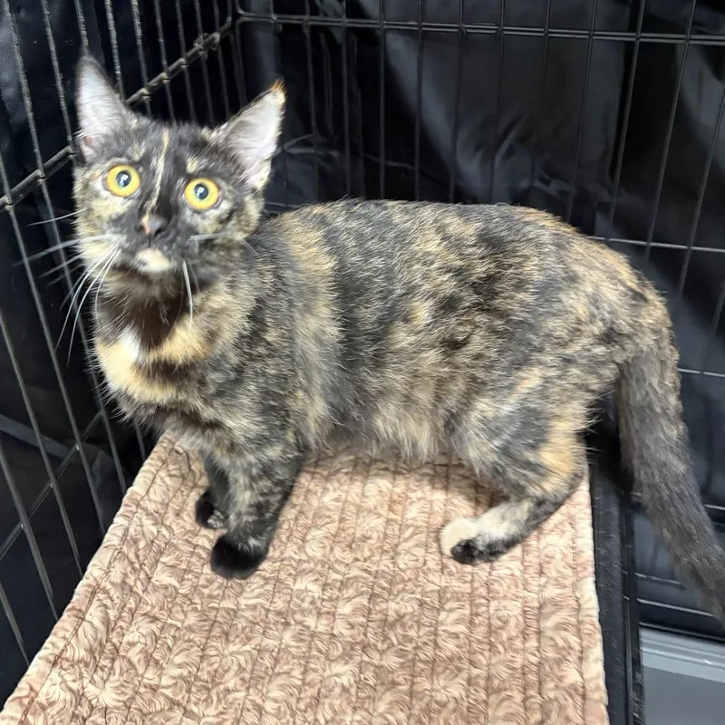 A young small-sized female Domestic Medium Hair cat named Bonnie for adoption in Fredericksburg, TX