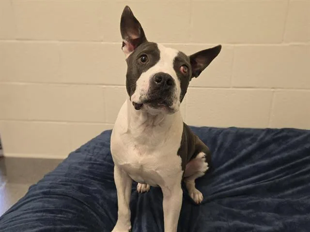 A young medium-sized male Pit Bull Terrier dog named Alastor Moody for adoption in Auburn, CA