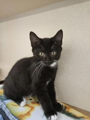 A baby small-sized male Domestic Short Hair cat named Edward for adoption in Bellevue, WA