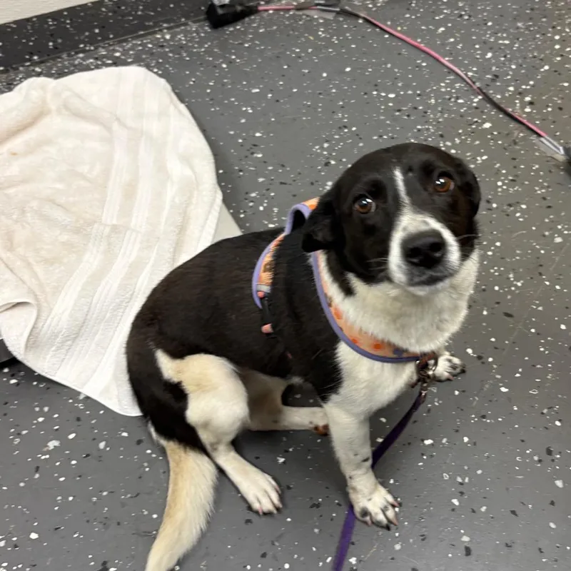 An adult small-sized female Black Mixed Breed dog named Buffy for adoption in Columbiana, AL