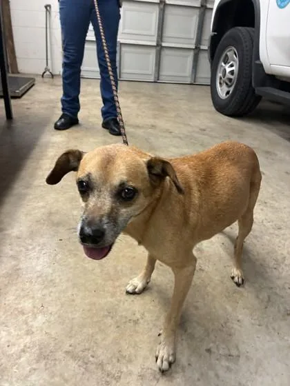 An adult medium-sized unknown Chihuahua dog named Ronnie for adoption in Gainesville, FL