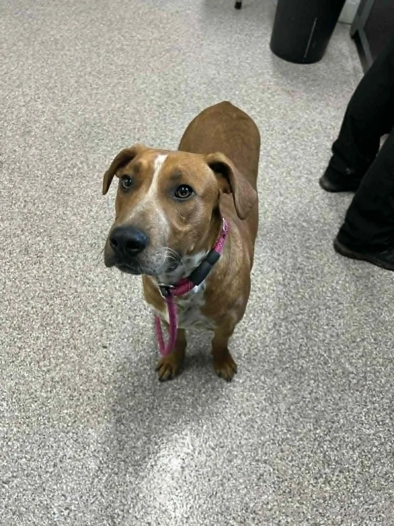 A young medium-sized male Red / Chestnut / Orange Coonhound dog named Maverick for adoption in Georgetown, OH