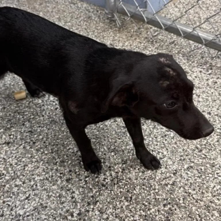 An adult small-sized female Black Dachshund dog named Pixie for adoption in Collinsville , OK