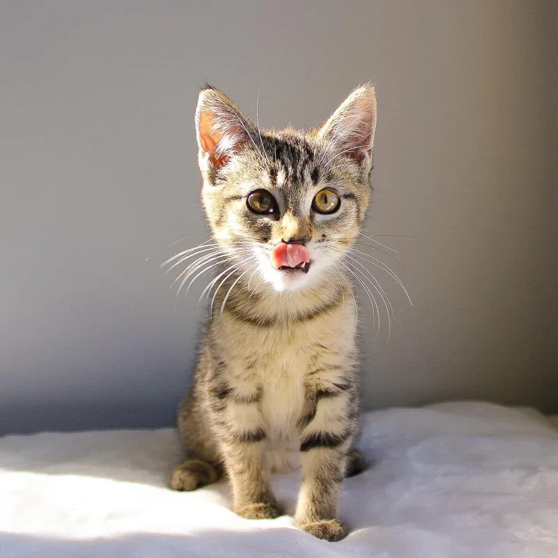 A baby medium-sized female Tabby (Brown / Chocolate) Tabby cat named Nadine for adoption in Wayne, NJ