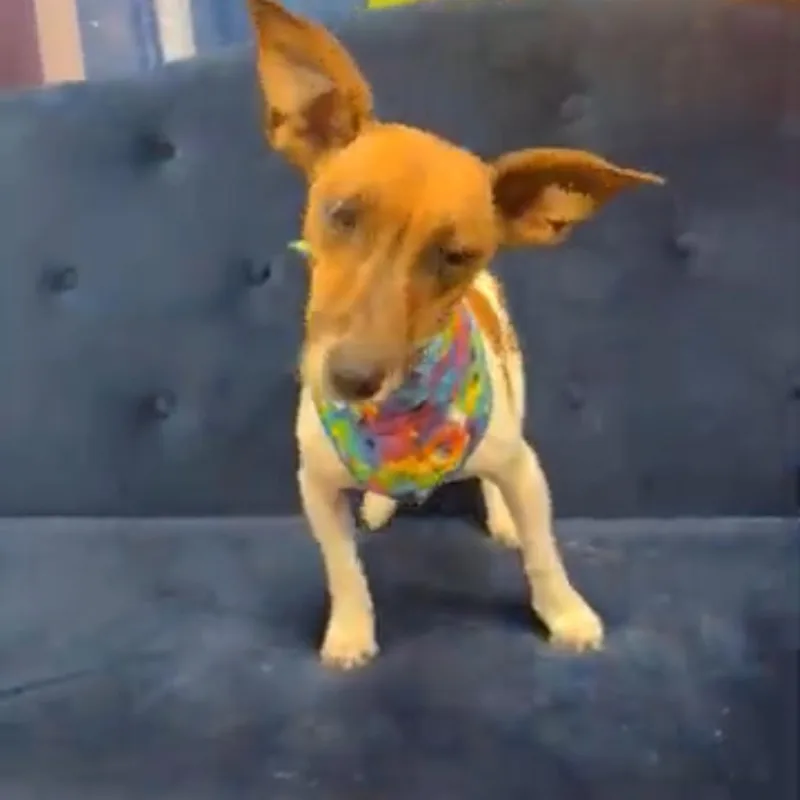 Rosie