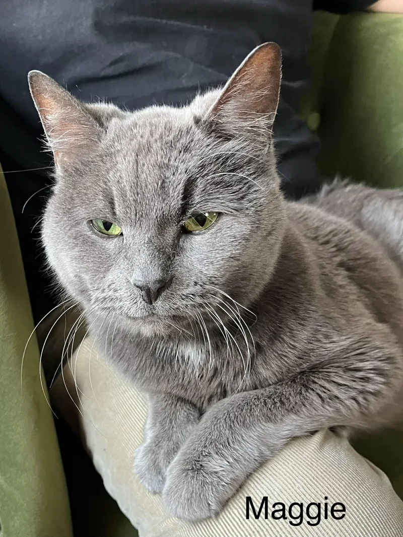 Maggie  Declawed thumbnail 2