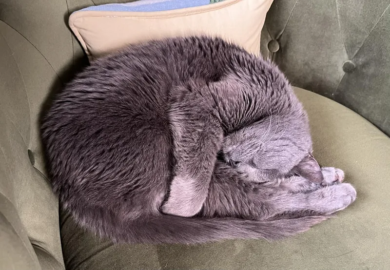 Maggie  Declawed thumbnail 3