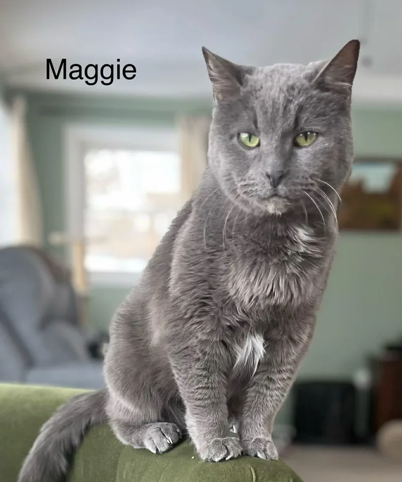 Maggie  Declawed thumbnail 5