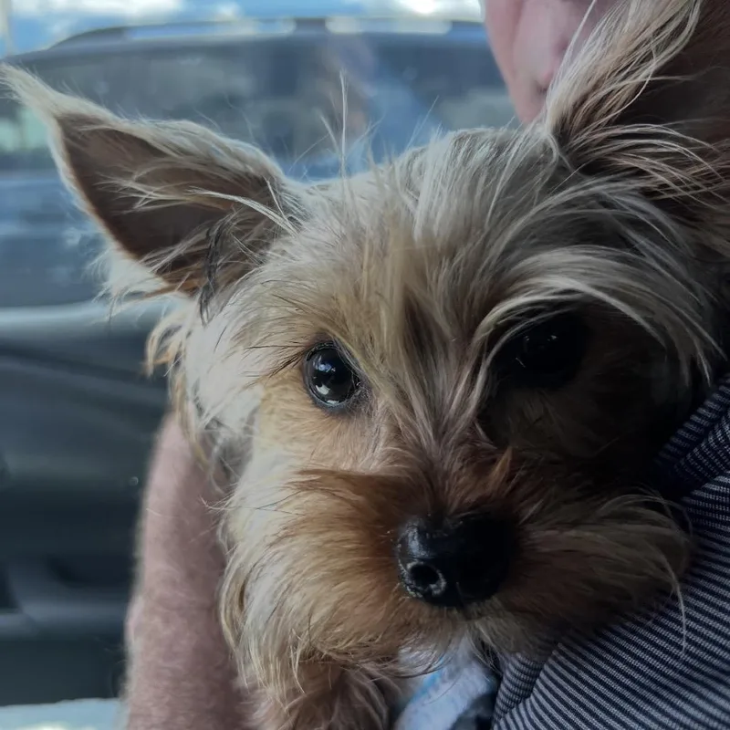 A young small-sized male Yorkshire Terrier dog named Buddy Biggie Smalls aka for adoption in North Port, FL