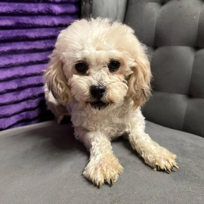An adult small-sized female Bichon Frise dog named Miranda Meet me on for adoption in Hartland, WI