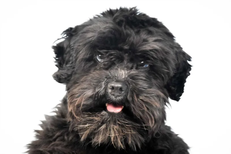 A young small-sized female Schnauzer dog named Lucy for adoption in Loveland, CO