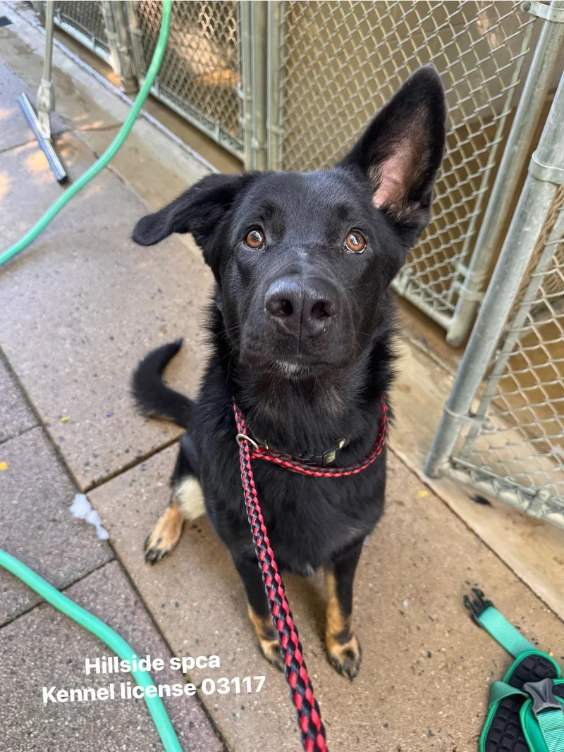 A baby large-sized male Black German Shepherd Dog dog named Ace for adoption in Pottsville, PA