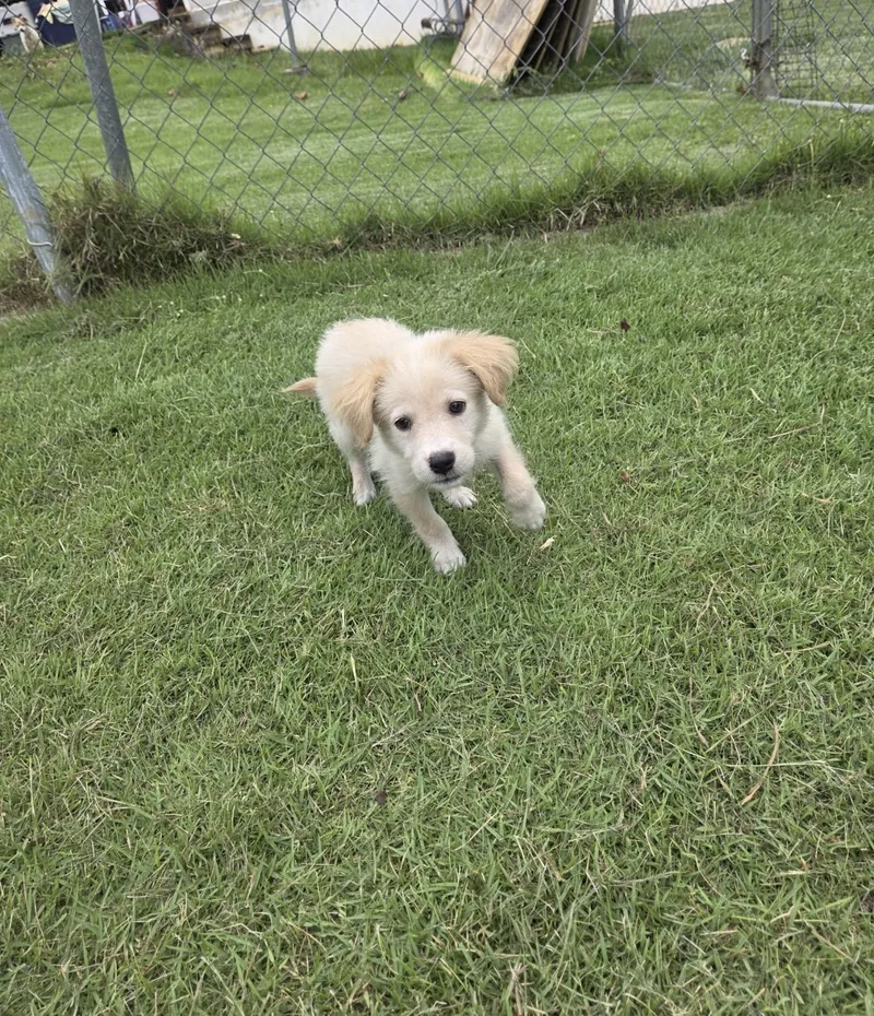 A baby medium-sized male Golden Retriever dog named Asher for adoption in New York, NY