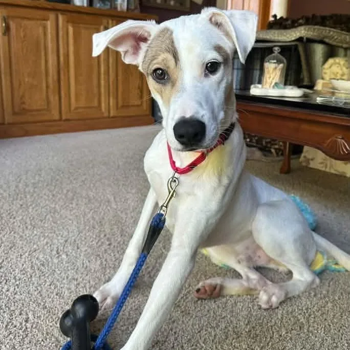 A young medium-sized male Hound dog named Mr. Rory for adoption in Racine, WI
