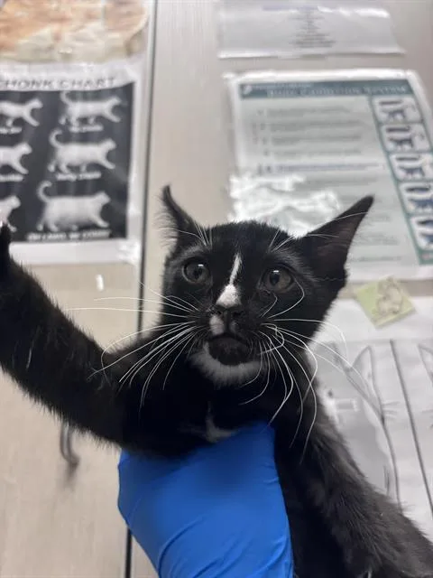 A baby small-sized female Domestic Short Hair cat named Salem for adoption in Las Vegas, NV