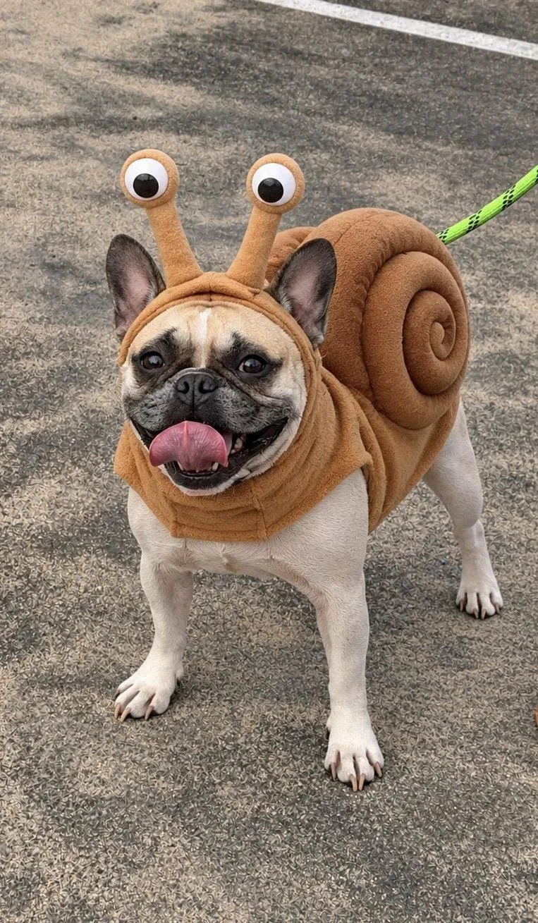 A young small-sized female French Bulldog dog named Petunia for adoption in San Diego, CA