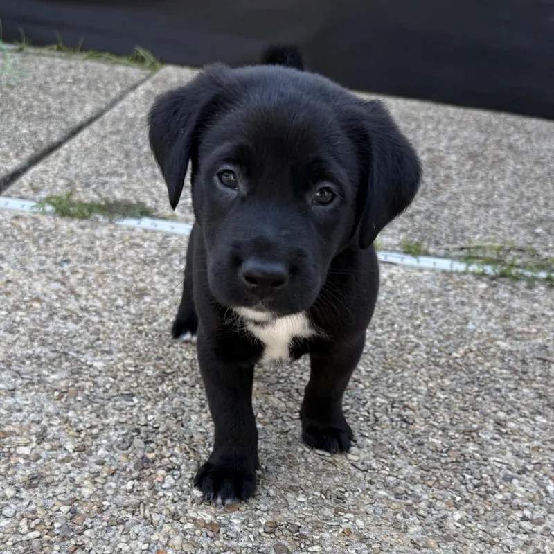 A baby medium-sized male Black Labrador Retriever dog named Gumbo for adoption in New Orleans, LA