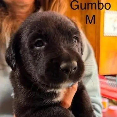 Gumbo thumbnail 2