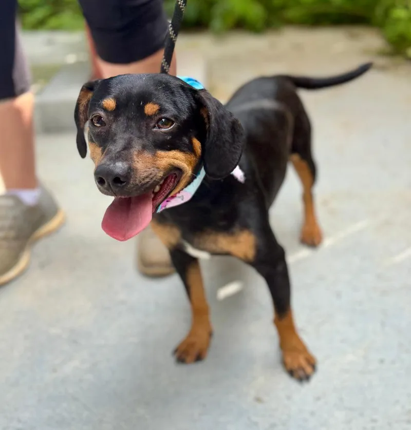A young small-sized male Chihuahua dog named Vesuvius for adoption in Ellijay, GA