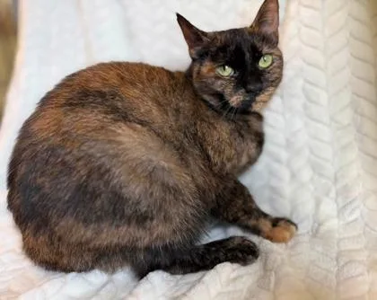 An adult medium-sized female Black Domestic Short Hair cat named Coconut for adoption in Lansing, MI