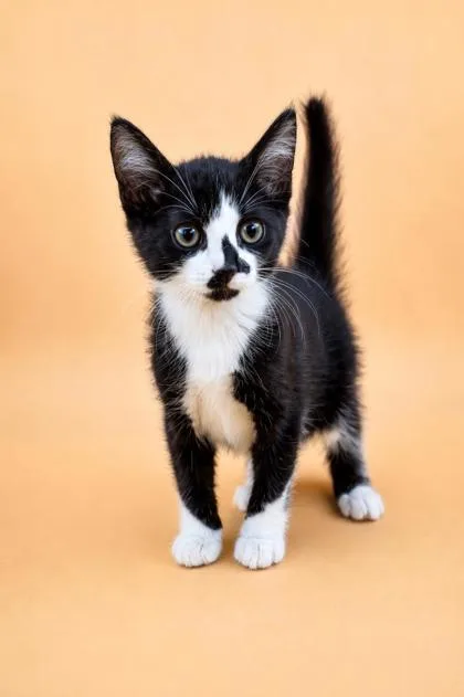 A young small-sized male Domestic Short Hair cat named Chevy for adoption in Dahlonega, GA