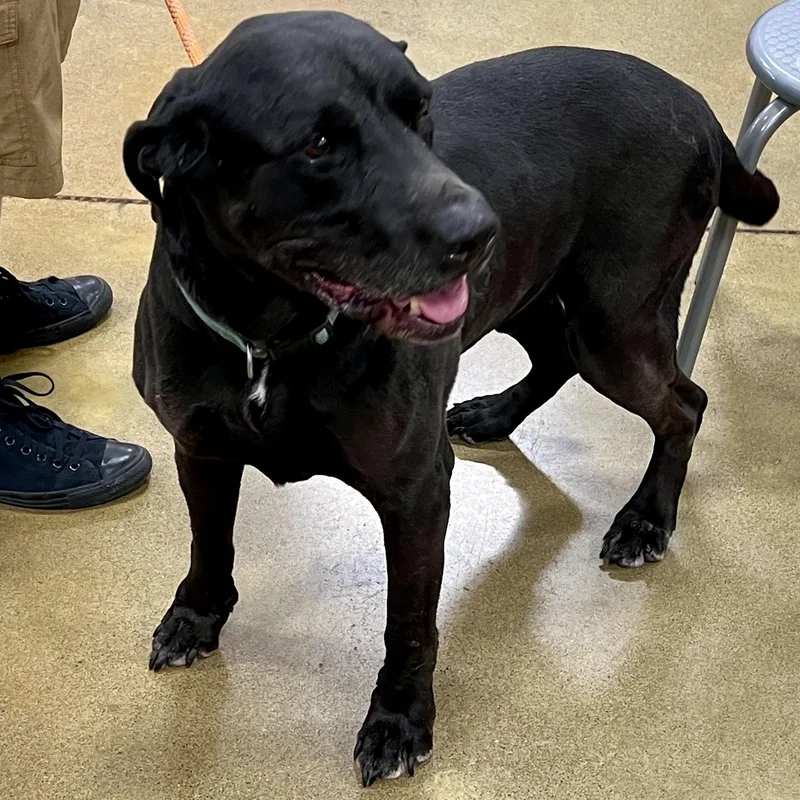 Hoss  Loyal Mastiff thumbnail 2