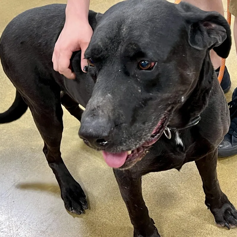 Hoss  Loyal Mastiff thumbnail 3