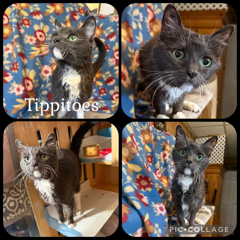 A senior small-sized female Gray & White Domestic Short Hair cat named Tippitoes for adoption in Beaumont, CA