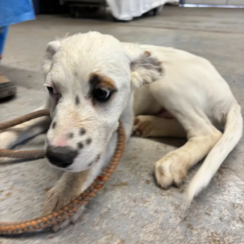 A baby small-sized male White / Cream Mixed Breed dog named Cartwheel for adoption in Moab, UT