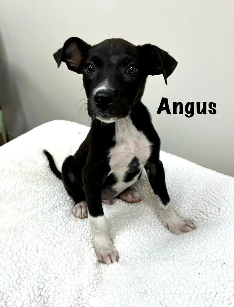 Angus thumbnail 2