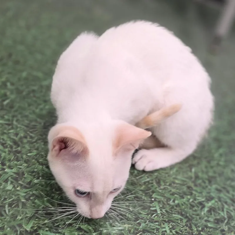 A baby small-sized male White Domestic Short Hair cat named Kenickie for adoption in Williston, FL
